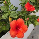 Apartamentos Aitana