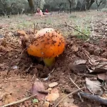 Nature Space Jabugo