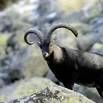 El Desvan De Gredos