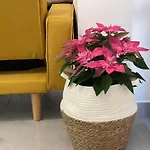 Nuevo Apartamento Folin