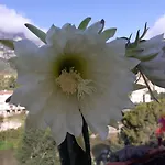 Piso Con Desayuno Incluido Y Vistas A La Montana.