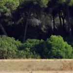 Pequeño Rocío