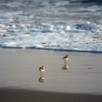 Alojamiento Tartessos