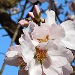 Priorat Ca La Iolanda \