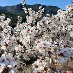 Priorat Ca La Iolanda \