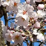 Priorat Ca La Iolanda \