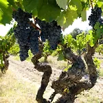 Enoturismo Celler Piñol