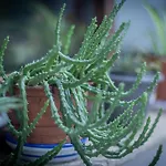 El Acebo