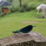 Posada Pet Friendly El Molino De Cantabria