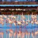Ebre-Set