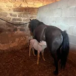 Cabañas Buenache