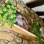 Apartamentos Nel I