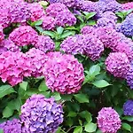 La Casita de las Hortensias