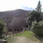 El Buxaus De La Muntanya