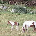 Casa Con Jardin Asturias Llanes