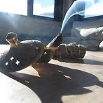 Piso Maraima Con Piscina Y Garaje Acepta Mascotas