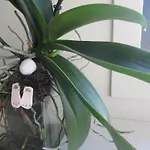 Piso Maraima Con Piscina Y Garaje Acepta Mascotas