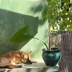 Lemon Tree Guest House