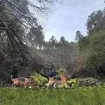 Cal Foraster - Casa Rural