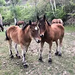 Camping Aigües Braves