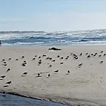 Atico Maravilloso En Cangas , Vigo
