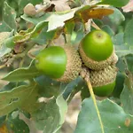 Alborada