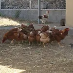 Rural Las Campanas