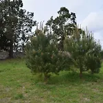 Xavina Camarinas