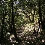El Sabinar