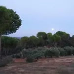 Viña Las Olivas