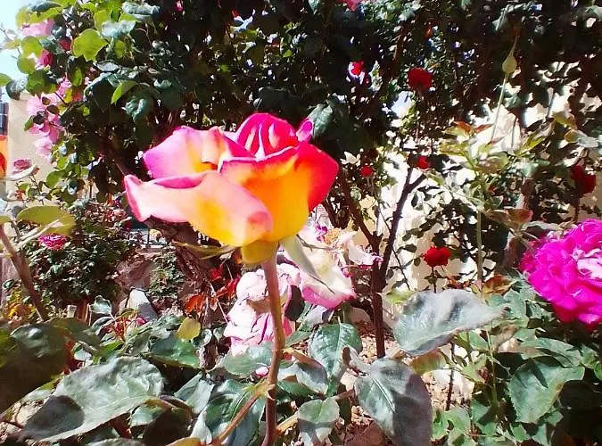 Las/Rosas