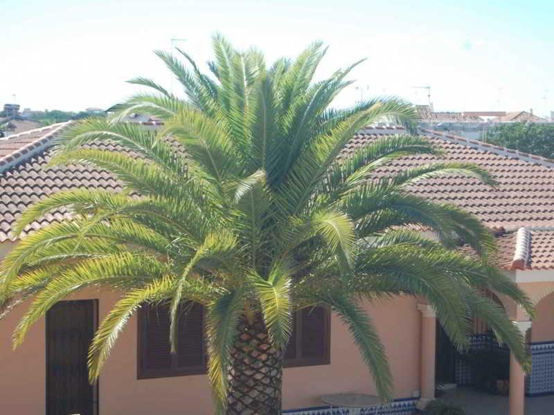 Hotel Matalascanas