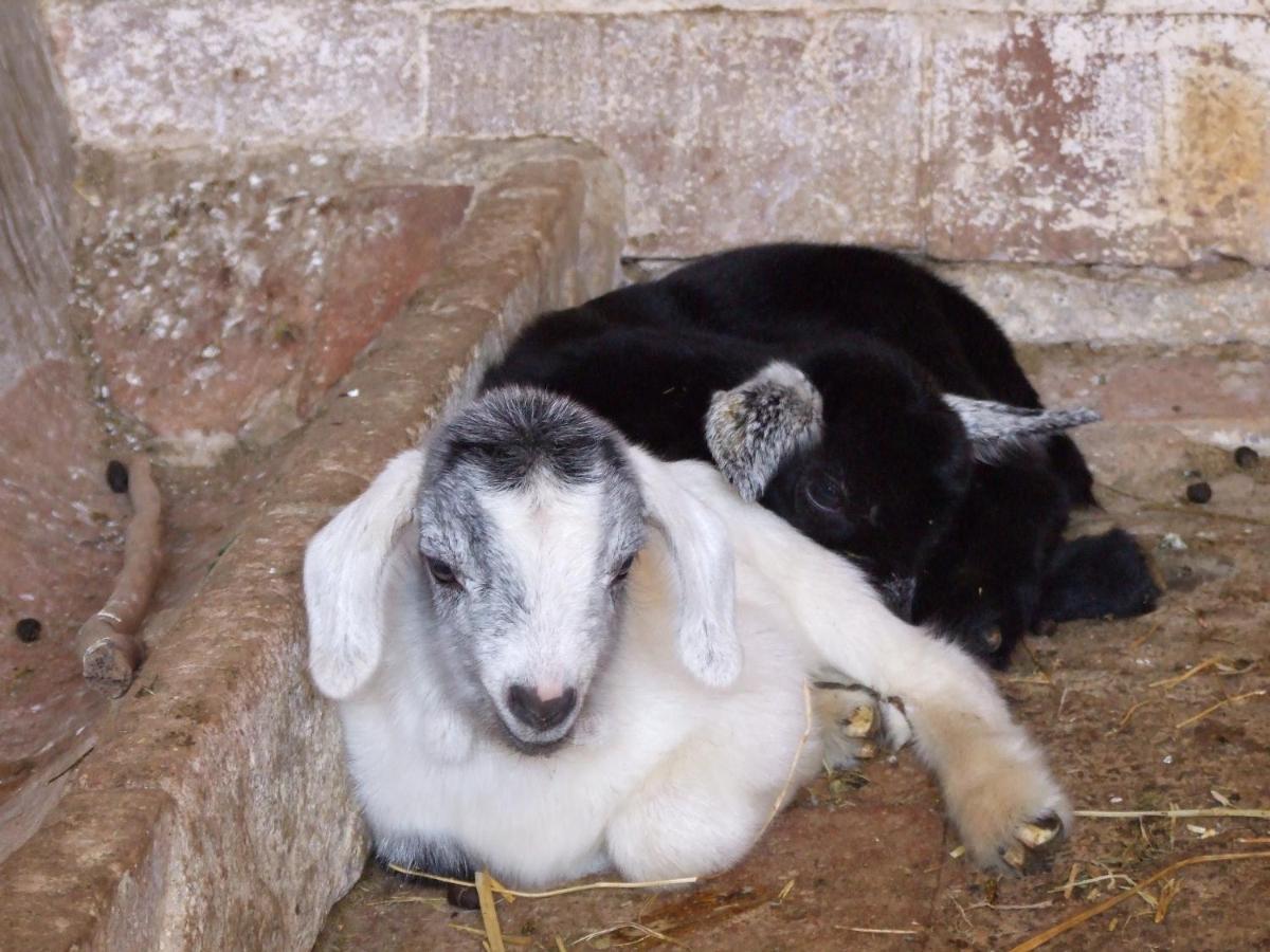 Farm stay Moli Nou De Calabuig-costa Brava