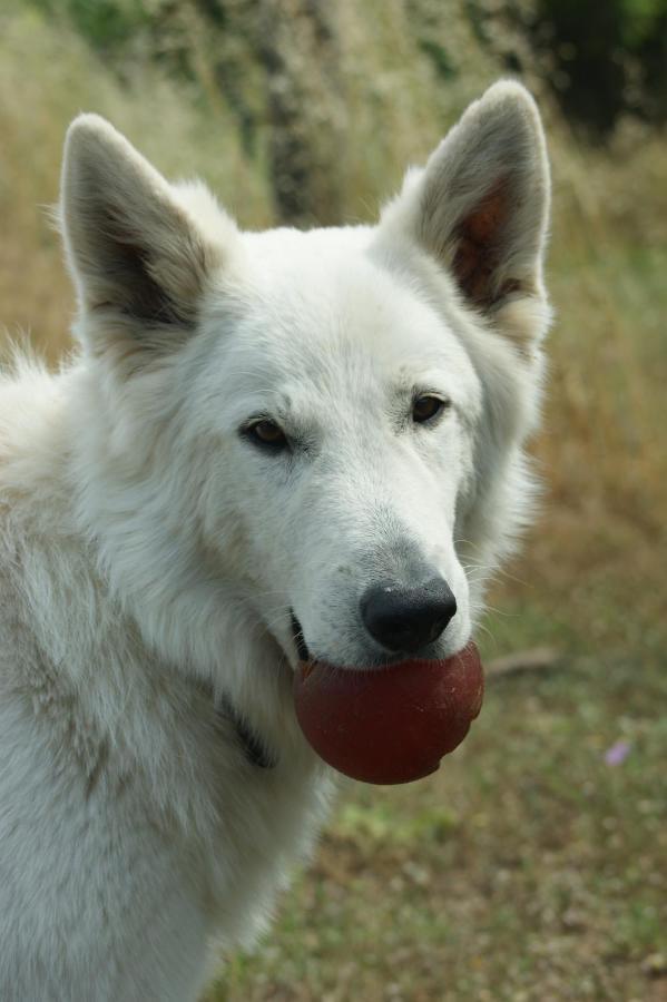 Mas Del Llop Blanc - Dog Friendly Rural -