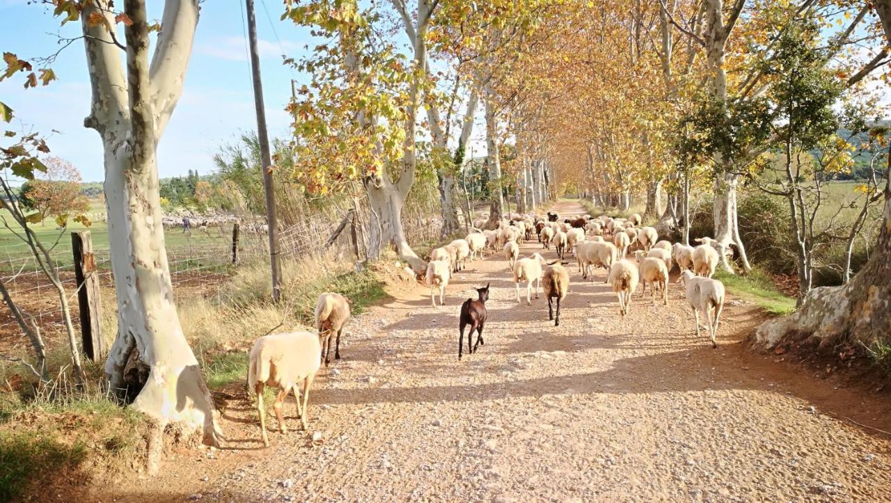 Mas Del Llop Blanc - Dog Friendly Rural - Bed & Breakfast