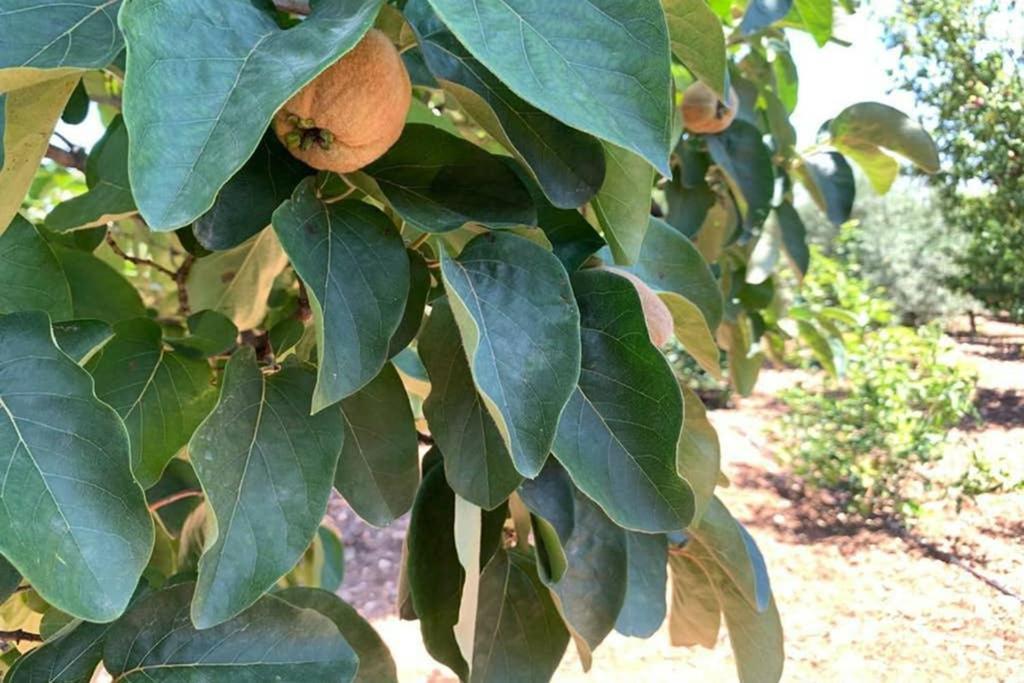 Tejoneras *