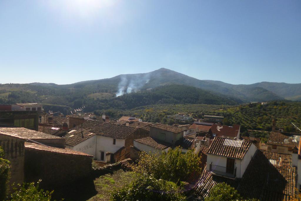 Cerezo Guadalupe (Extremadura)