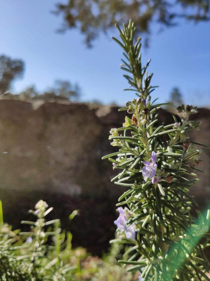 Holiday home Casa Rural El Pinar *