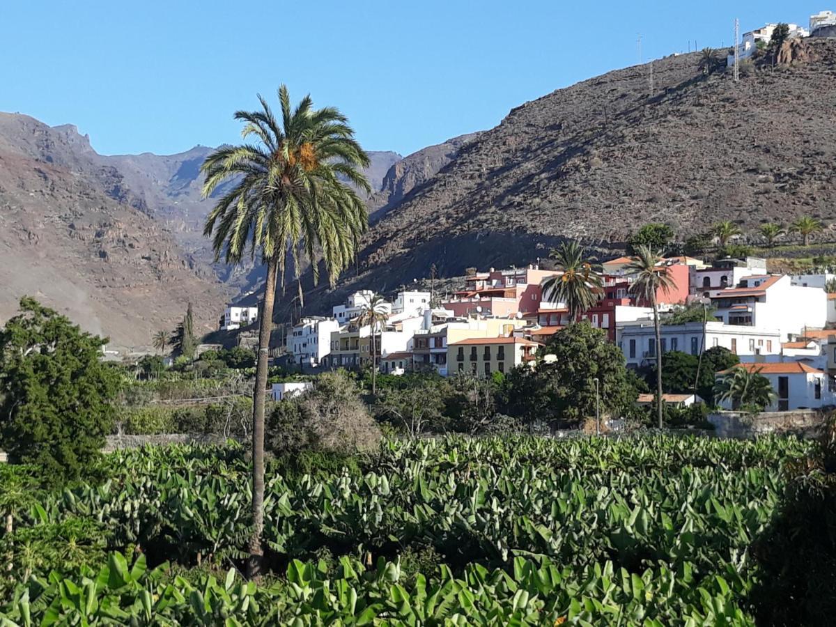 Olivos Playa de Santiago (Isla de la Gomera)