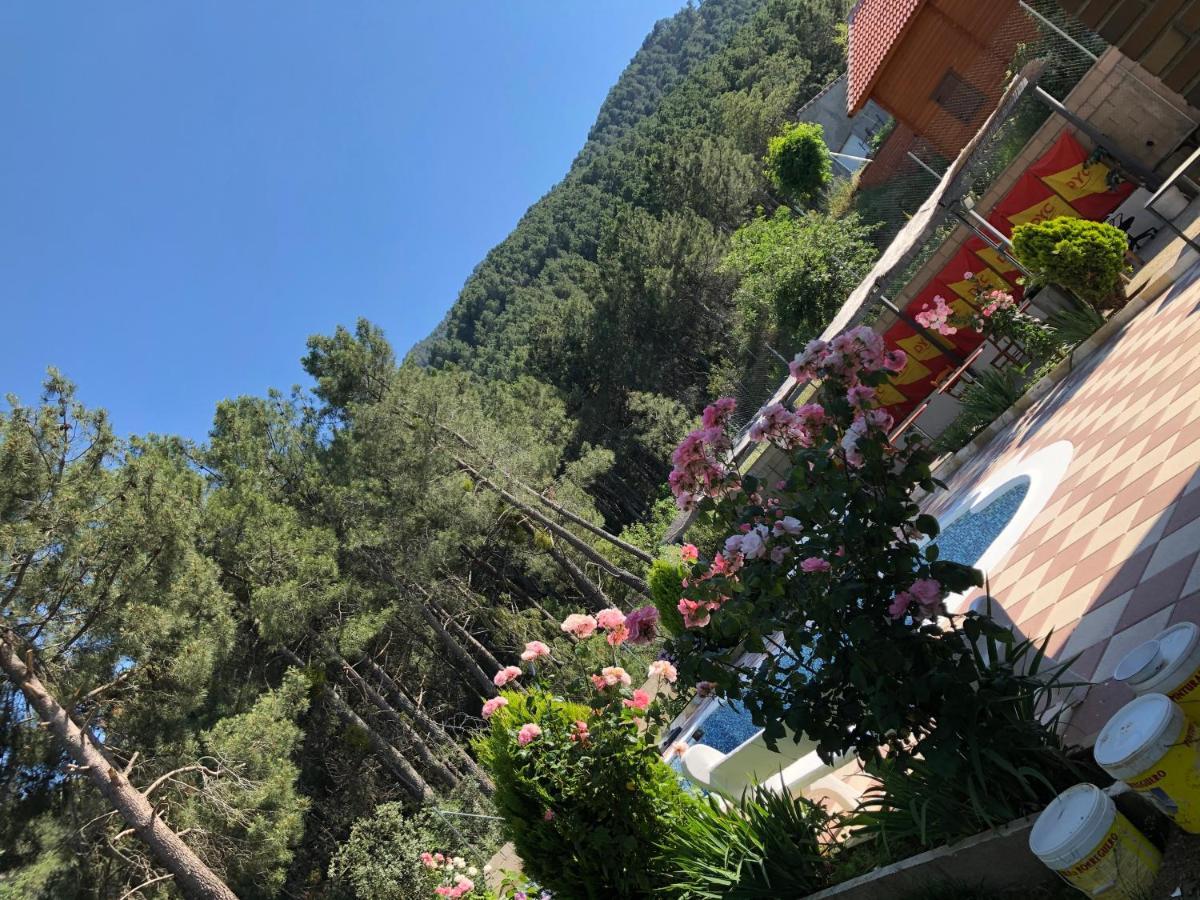 En El Corazón De La Sierra De Gredos, Pinar De La Atalaya-tiemblo