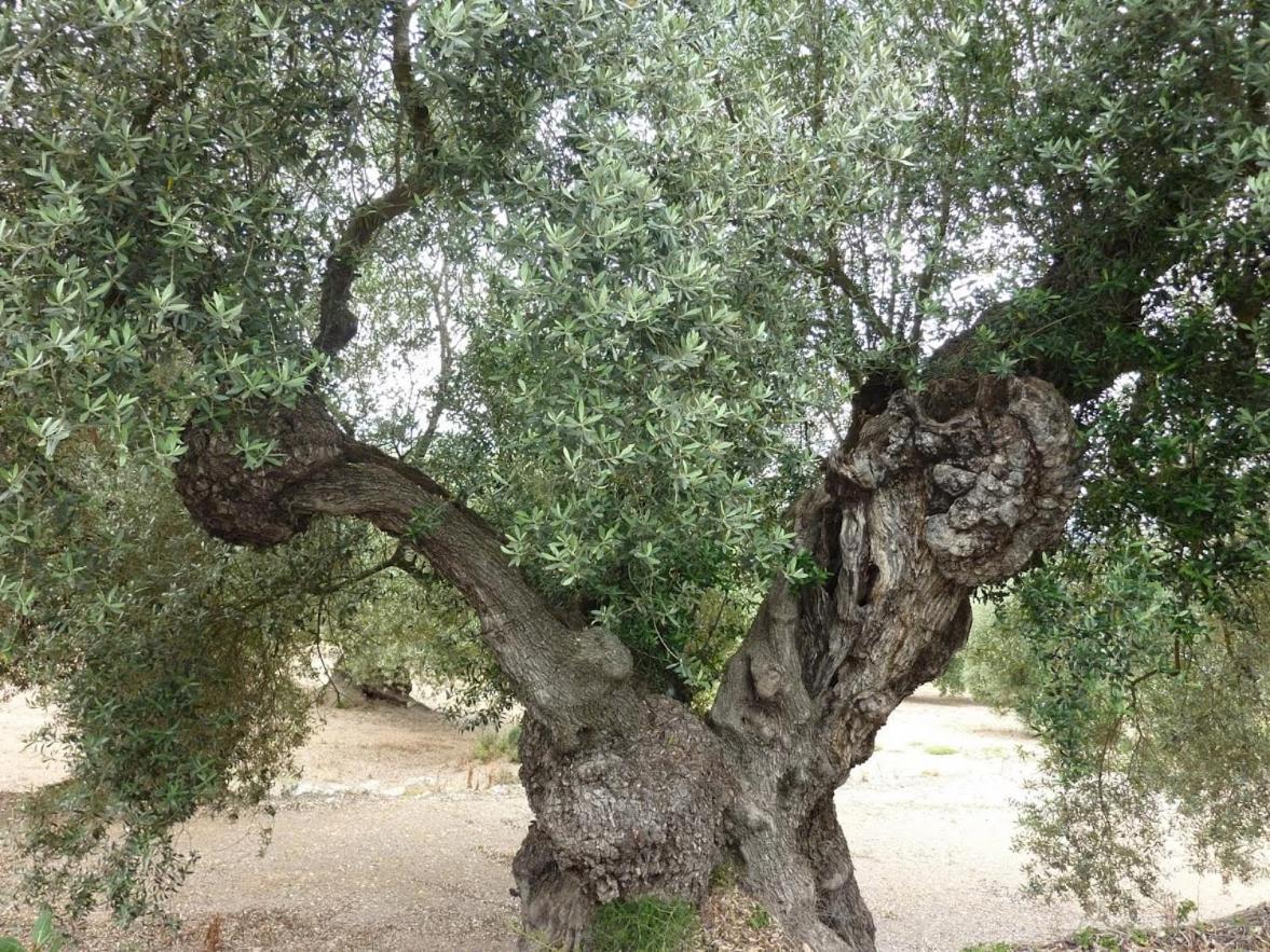 Calaceit Sant Mateu