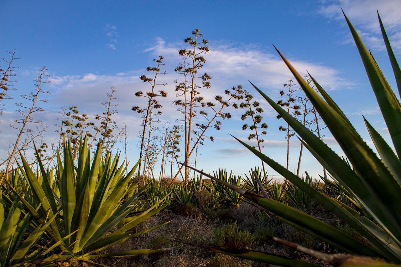 La Palmera. El Amanecer En El Parque Natural * Agua Amarga (Almeria)