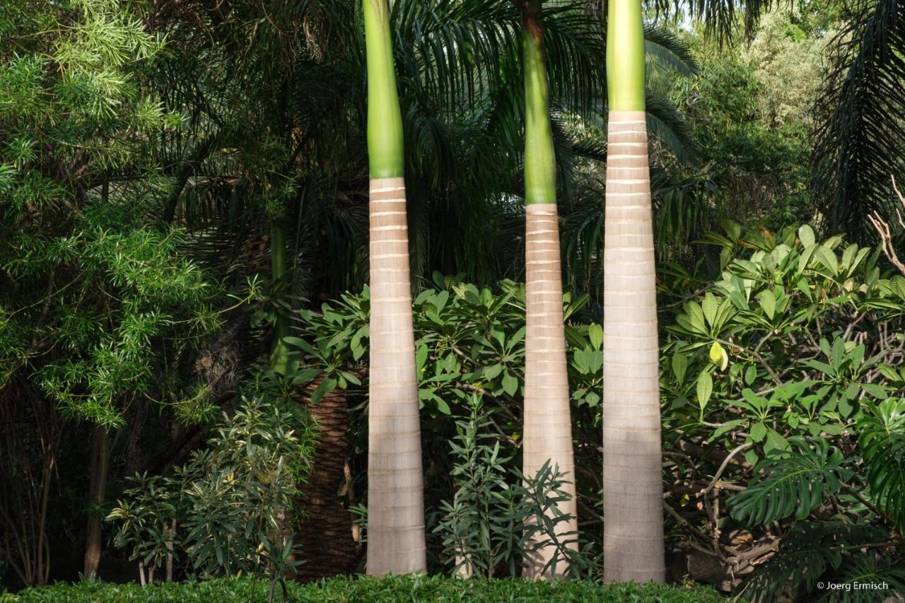 El Jardin De La Palapa *