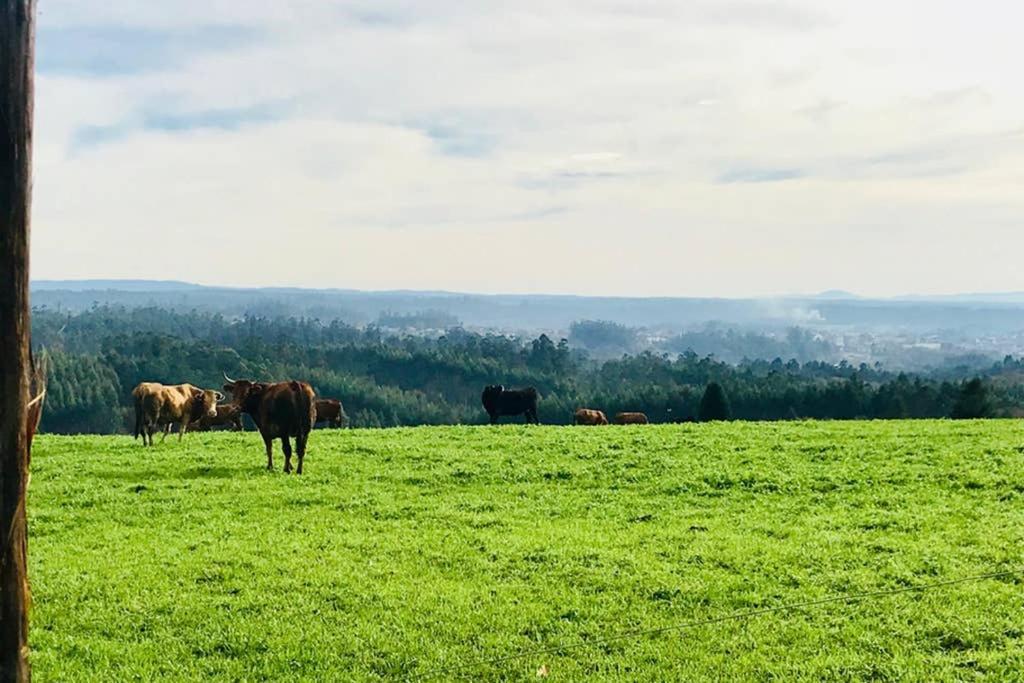 Entre Santiago Compostela Y La Coruña *