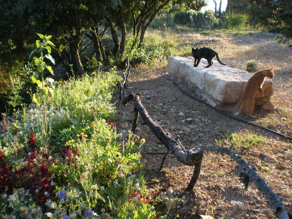 Mas Del Salin Farm stay