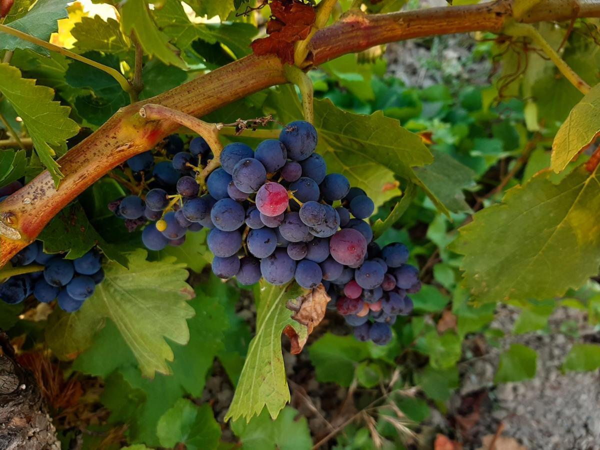 Casa rural Garnacha De Guest *
