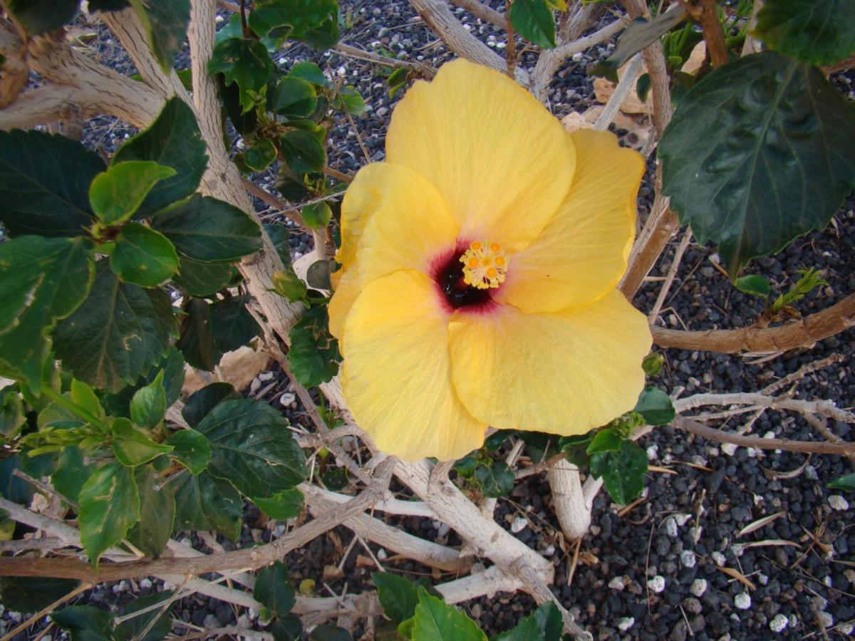 Vital Fuerteventura - Atmospheric, Small-scale, Adults Only *