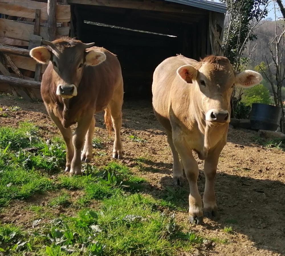 Casa rural Argixti