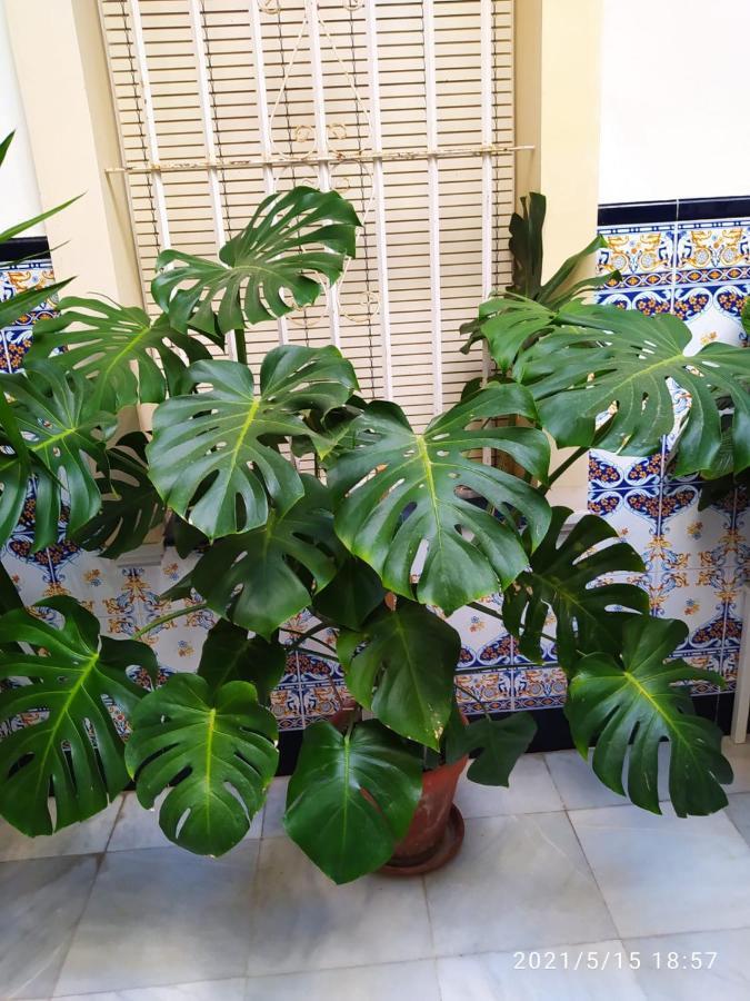 Apartamento Atico Soleado Cádiz