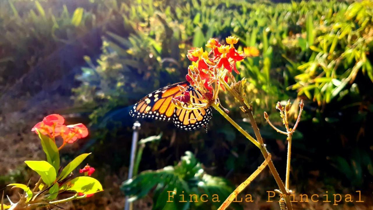 La Principal Agroturismo Breña Alta